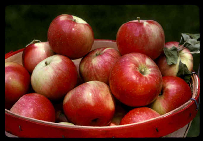 Apple Products